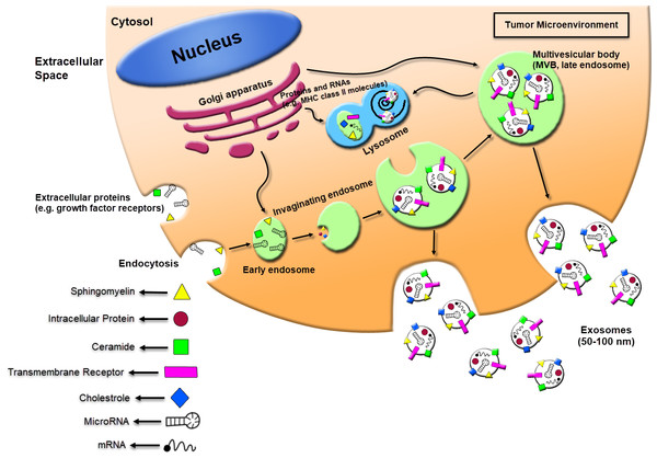 Schematic of exosomes derived cancer cell biogenesis and secretion.