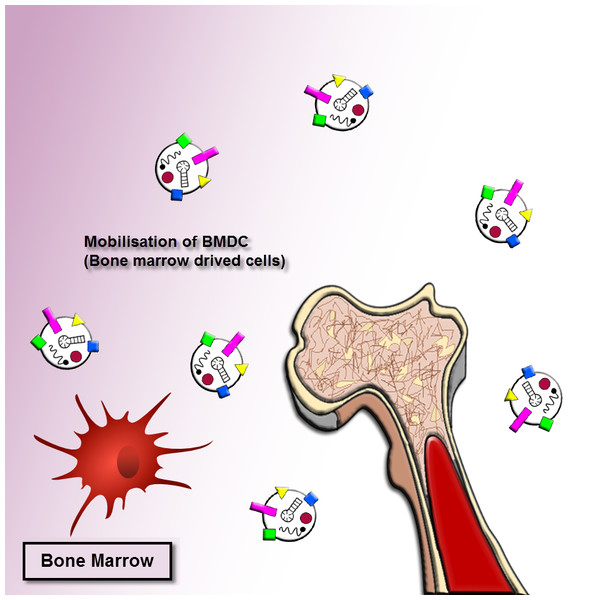 Exosome recruitment of bone marrow-derived cells.