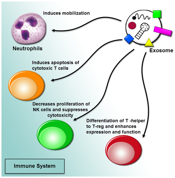 Regulation of immune responses by extracellular vesicles.