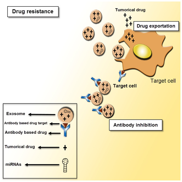 Exosomes as mediators of drug resistance.
