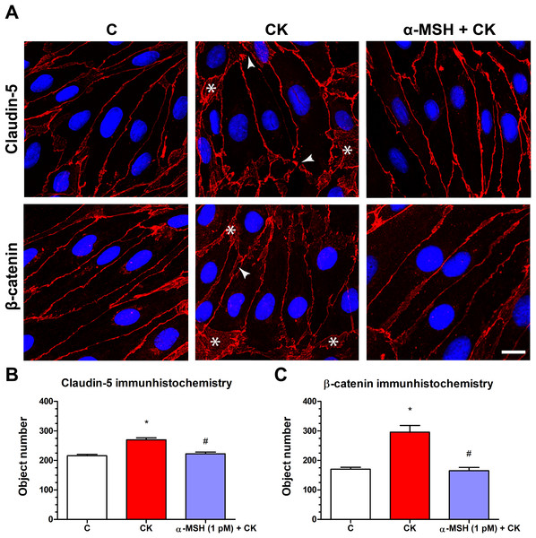 The effect of α-MSH treatment on the immunostaining of tight junction proteins claudin-5 and β-catenin in cytokine treated rat brain endothelial cells.