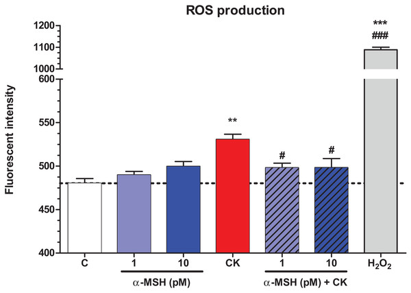 The effect of α-MSH treatment on the reactive oxygen species production in cytokine treated rat brain endothelial cells.