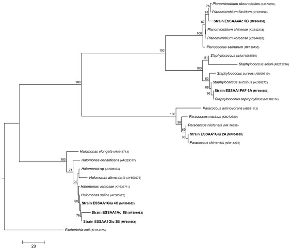 16S rRNA phylogenetic tree.