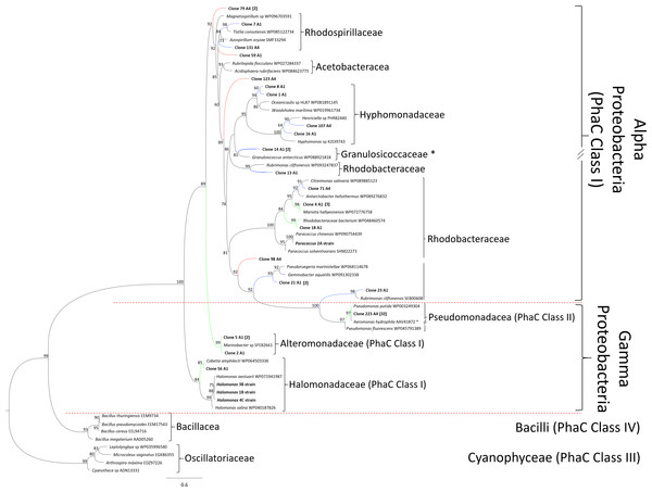 PhaC phylogenetic tree.