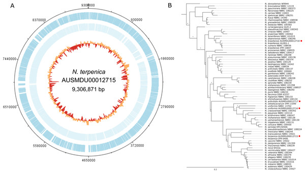 Genome and phylogenetic position of Nocardia terpenica AUSMD00012715.