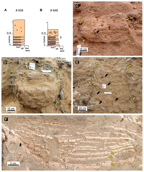 Features of fossil burrow fills.