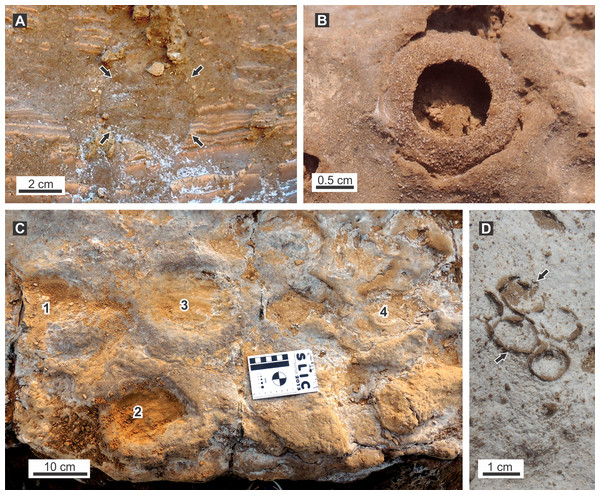 Ichnofossils associated with burrow fills.