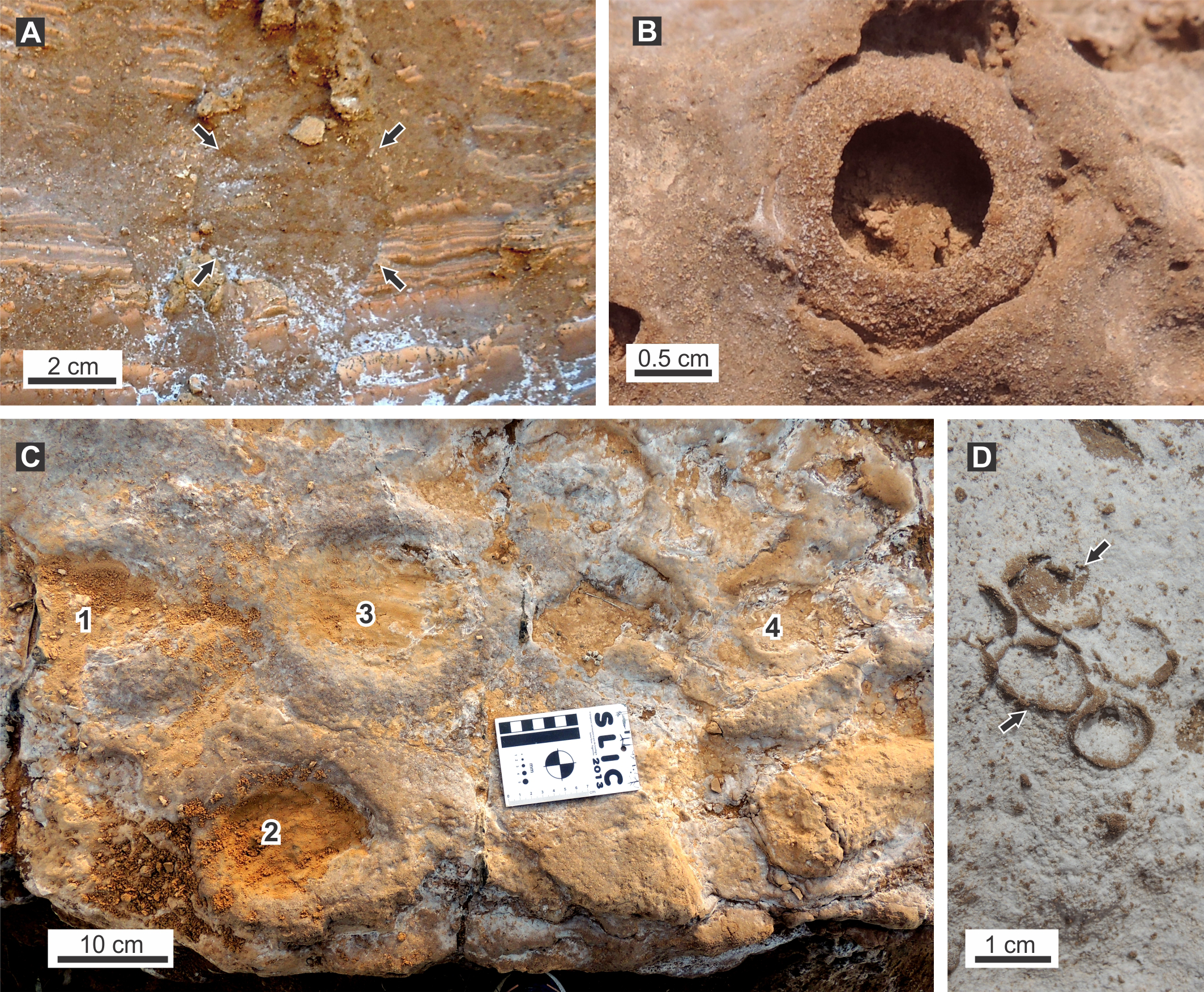Large mammal burrows in late Miocene calcic paleosols from central