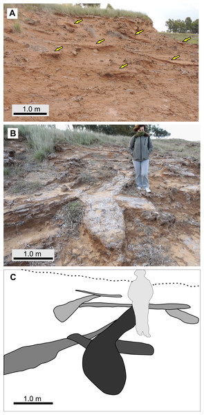 Abundance and cross-cutting relationships of burrows, from LLP locality.