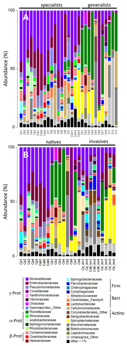 Frontiers  Rhodobacteraceae dominate the core microbiome of the