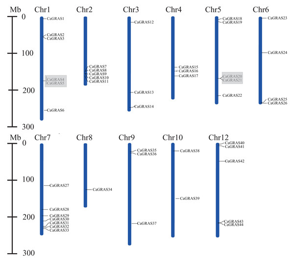 Positions of CaGRAS genes on pepper chromosomes.