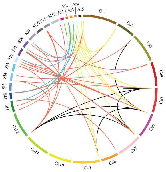 Microsynteny analyses of GRAS genes among pepper (Ca), tomato (Sl), and Arabidopsis (At).