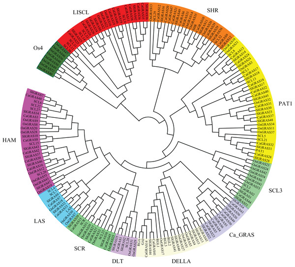 Phylogenetic analyses of GRAS proteins from pepper, tomato, rice and Arabidopsis.