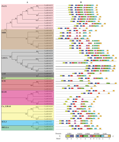 Distribution of conserved motifs in CaGRAS proteins.