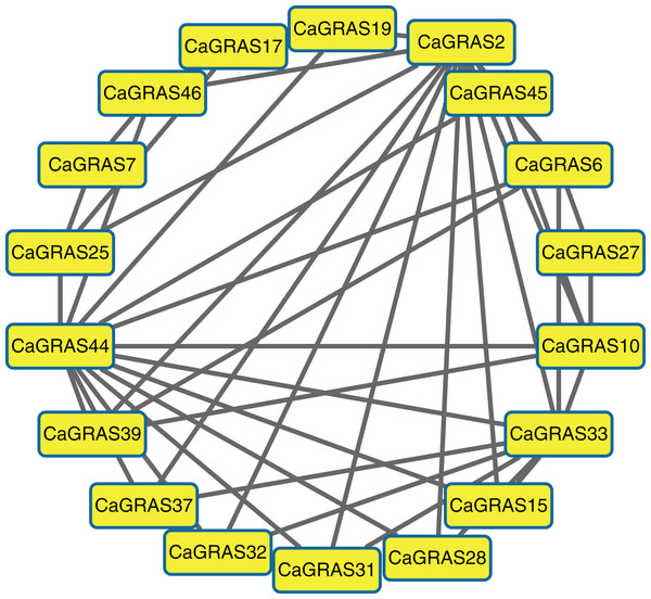The interaction network of CaGRAS proteins in pepper according to interologs from Arabidopsis.