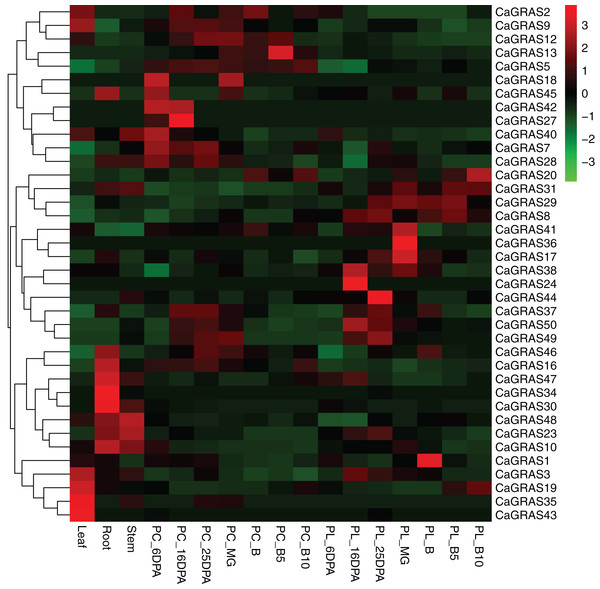 Heatmap and hierarchical clustering of CaGRAS genes in leaf, stem, root and mature green (MG), breaker (B), five and 10 days post-breaker (B5, B10), six, 16, 25 days post-anthesis (6DPA, 16DPA, 25DPA) of pericarp (PC) and placenta (PL).