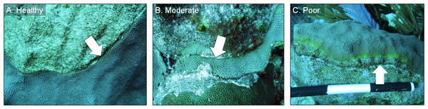 Example images of healthy, moderate, and poor condition corals.