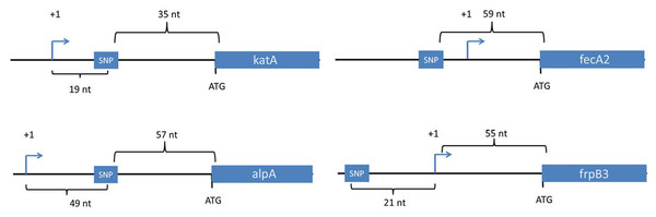 Location of SNPs in non-coding regions.