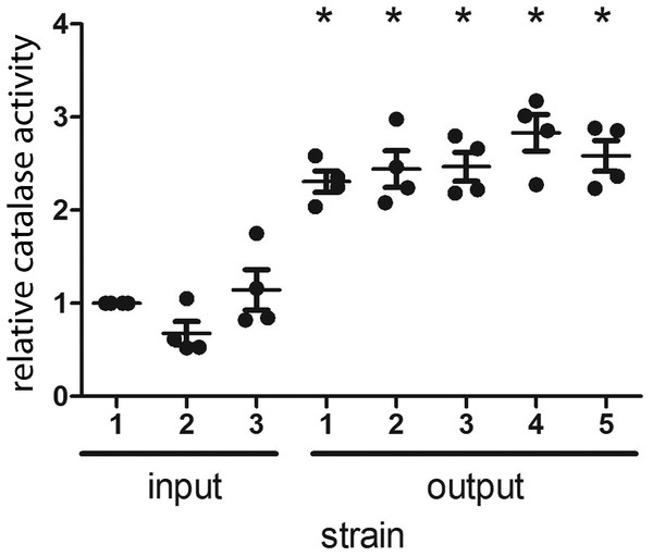 H. pylori strains cultured from gerbils demonstrate increased catalase enzymatic activity compared to the input strain.