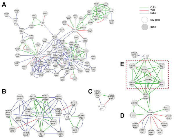 Cluster analysis with SigE (sll1689).