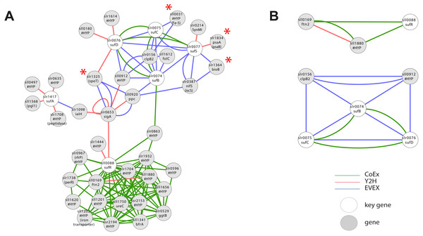 Cluster analysis with Iron Sulfur cluster related key genes.