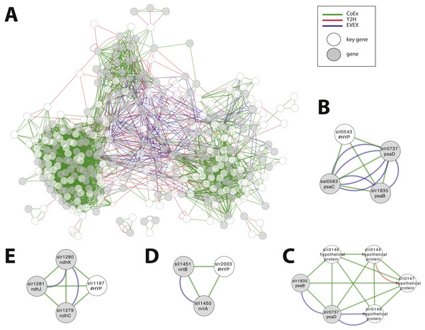 Cluster analysis to find the role of genes annotated as ‘hypothetical’ or ‘unknown’.