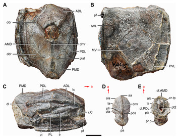 Redescription of Phymolepis cuifengshanensis (Antiarcha ...