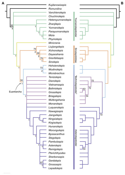 Phylogenetic results of antiarchs based on a revised data matrix.