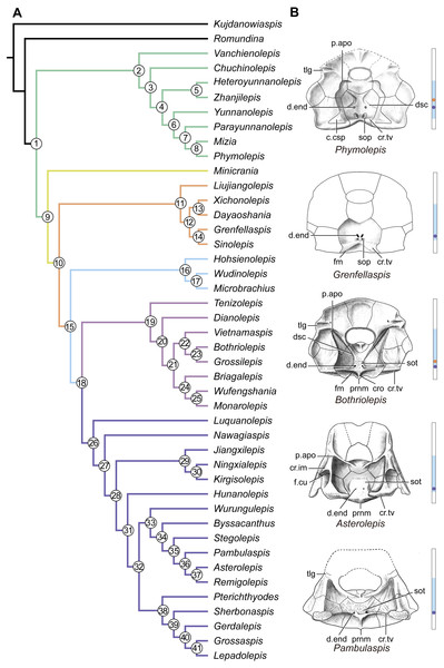 Phylogenetic results of antiarchs and visceral surface conditions of head shield among major antiarch subgroups.