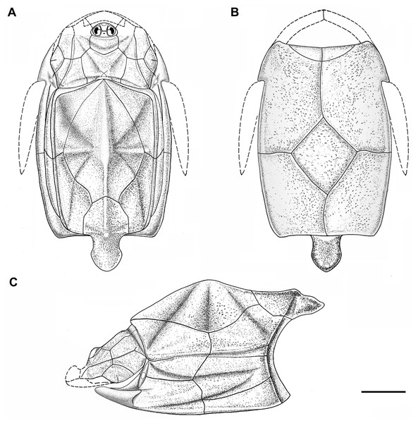 Outline restoration of the dermal shield of Phymolepis cuifengshanensis.