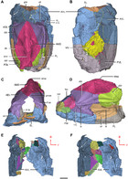 Redescription of Phymolepis cuifengshanensis (Antiarcha ...