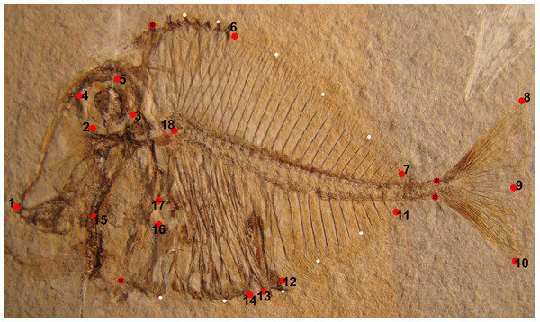 Landmarks represented by red circles, which were used on Pycnodus (MCSNV T.998) for the geometric morphometric analysis.