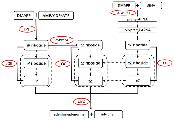 Basic scheme for the cytokinin biosynthesis and degradation pathways.