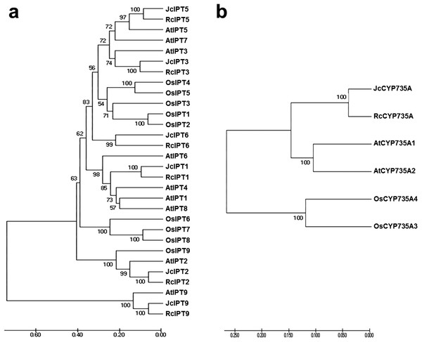 Neighbor-joining phylogenetic tree for IPT and CYP735A family members in various species.