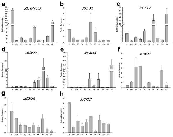 Expression of JcCYP735A and JcCKXs in various Jatropha tissues.