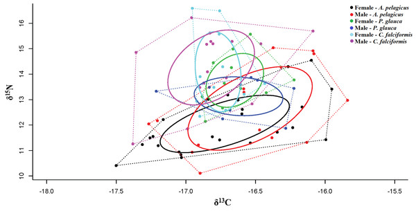 Qualitative description of the trophic niche overlap between males and females of A. pelagicus, P. glauca and C. falciformis.