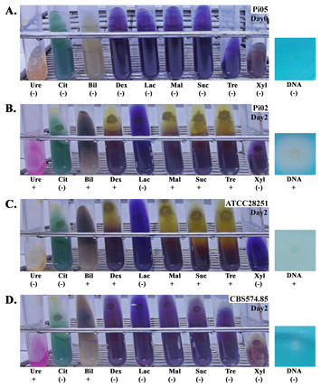 Biochemical and genetic analyses of the oomycete Pythium insidiosum ...