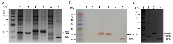 Expression and purification of recombinant proteins.