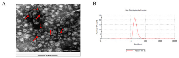 Physical characterization of chimeric nanoparticles (CNPs).