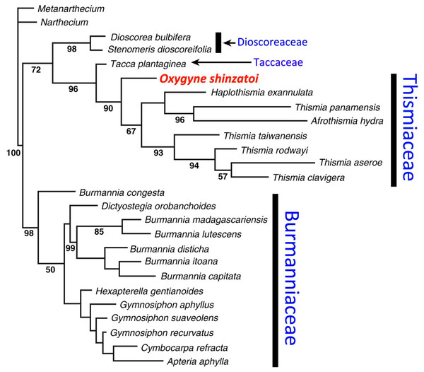 Phylogenetic placement of Oxygyne based on phylogeny in Yokoyama et al. (2008).
