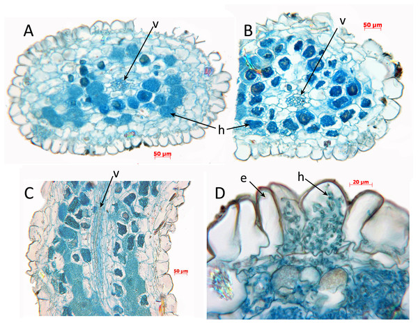 Oxygyne duncanii, root anatomy.