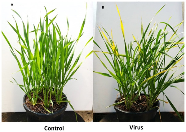 BYDV-PAV inoculated and control plants of susceptible barley cultivar Flagship at 3 WAI.