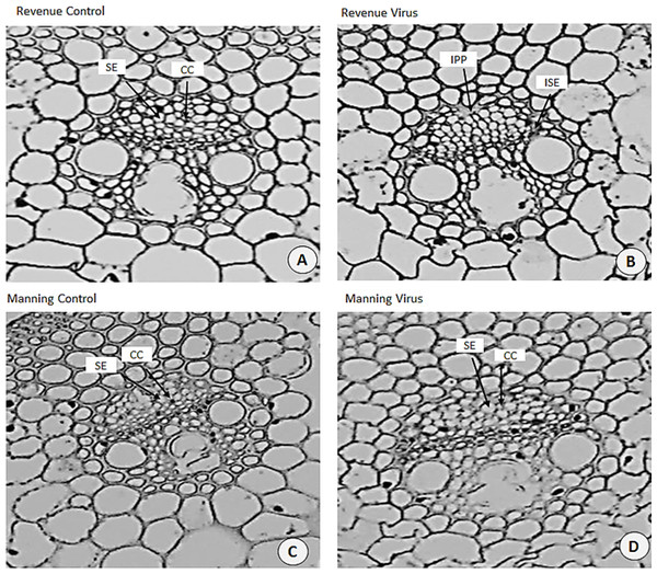 Transverse sections of foliar vascular bundles of susceptible (Revenue) and resistant (Manning) wheat cultivars.