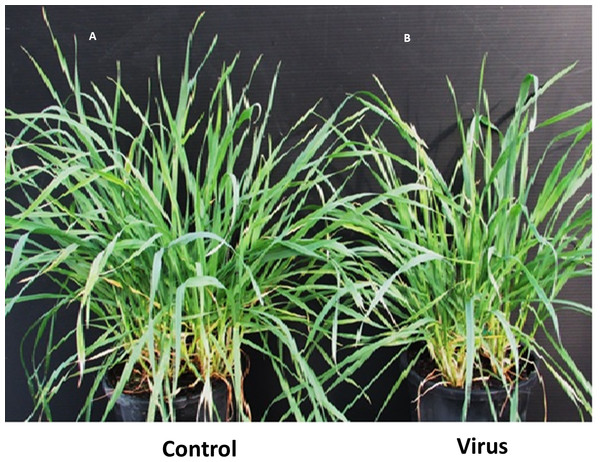 BYDV-PAV inoculated and control plants of susceptible wheat cultivar Revenue 6 WAI.