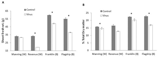 Average shoot fresh weight (g) (A) and relative dry matter (B) of BYDV-PAV inoculated and control plants of wheat (W) and barley (B) cultivars at 6 WAI.