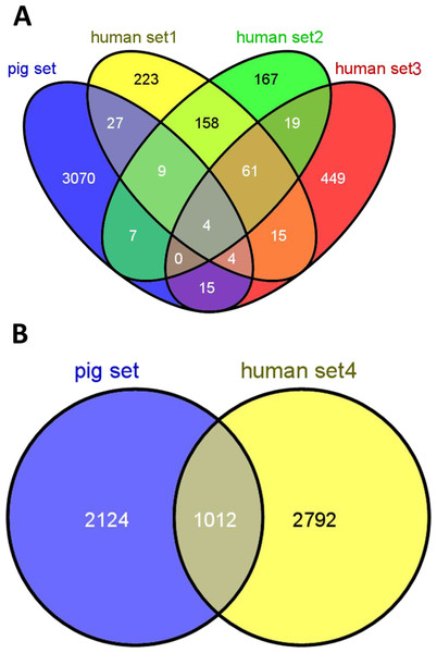 Overlap of housekeeping genes between pigs and humans.