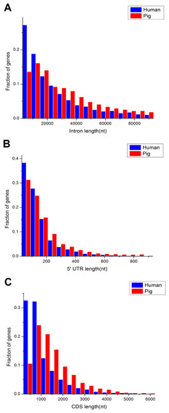 Comparison of length distribution of housekeeping gene structures between pig and human.