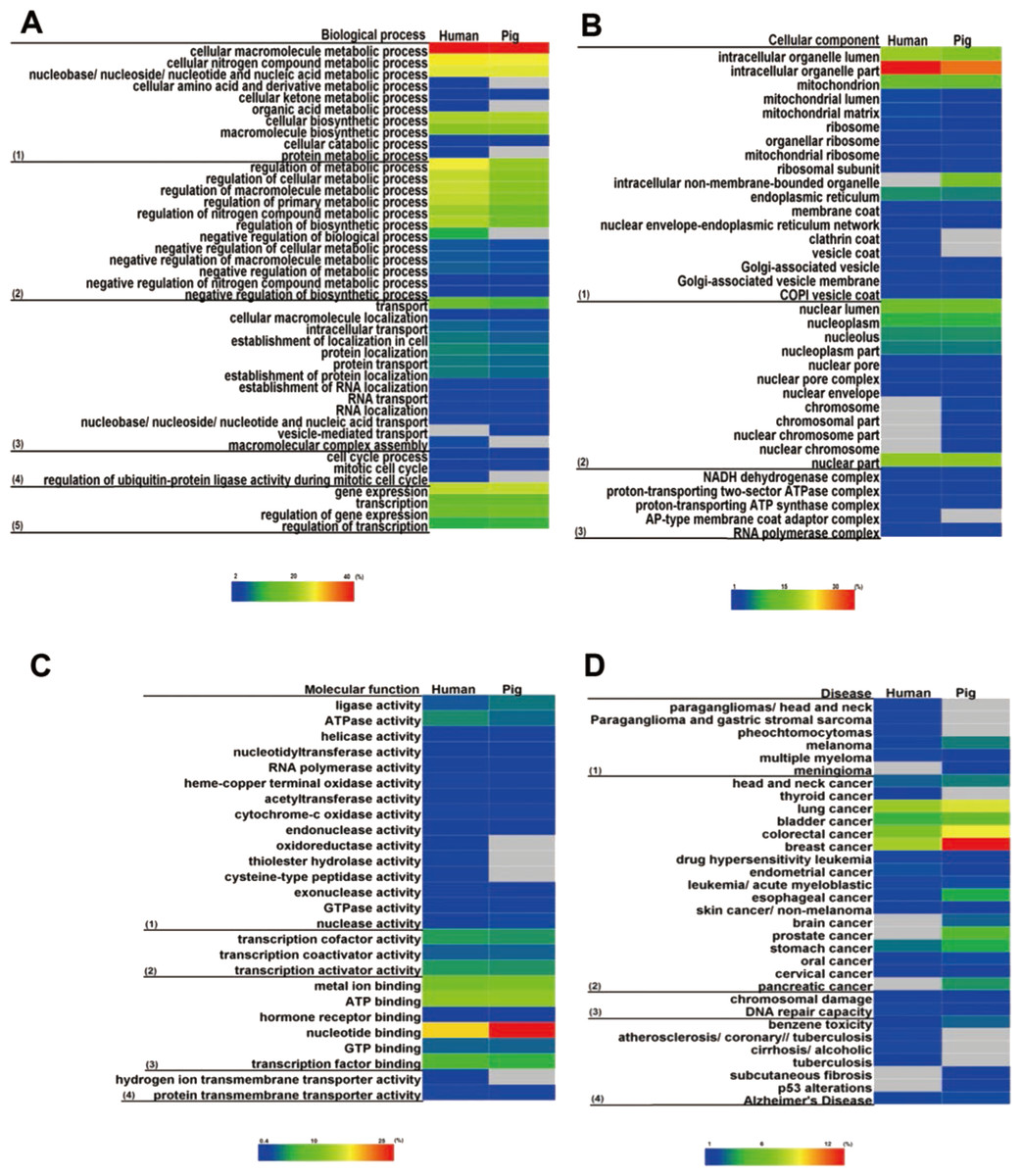 Divergent and convergent evolution of housekeeping genes in human–pig