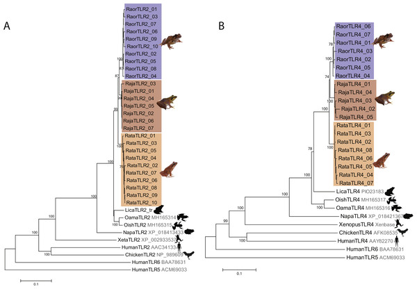Phylogenetic relationships of TLR2 and TLR4 alleles from three Japanese Rana species.
