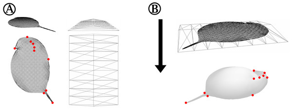 Detailed depiction of the grid adjustment step (Fig. 1C).